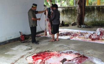 Idul Adha 1441 H: Bawaslu Laksanakan Penyembelihan Hewan Kurban